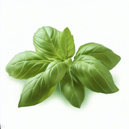 Genovese Basil by Blue Lettuce