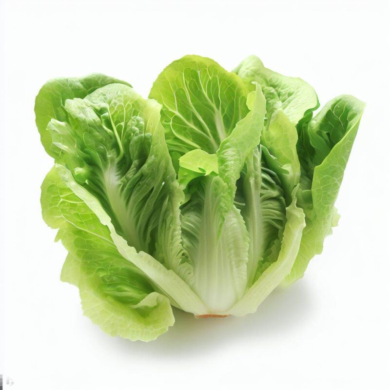 Fresh Romaine Lettuce by Blue Lettuce