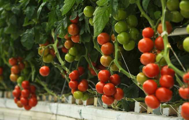 Blue Lettuce Cherry Tomatoes Baby Bloomers