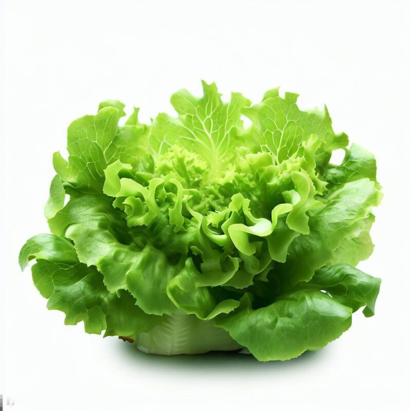 Green Oak Lettuce Heads