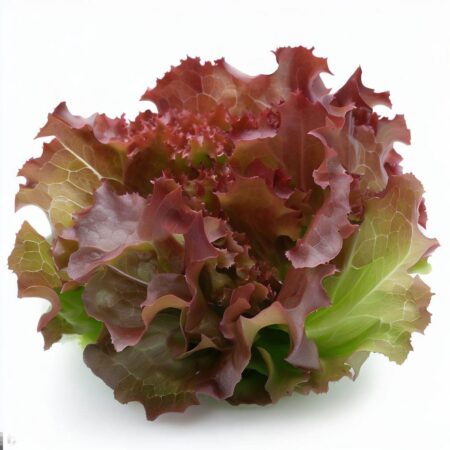 Red Oak Lettuce Heads