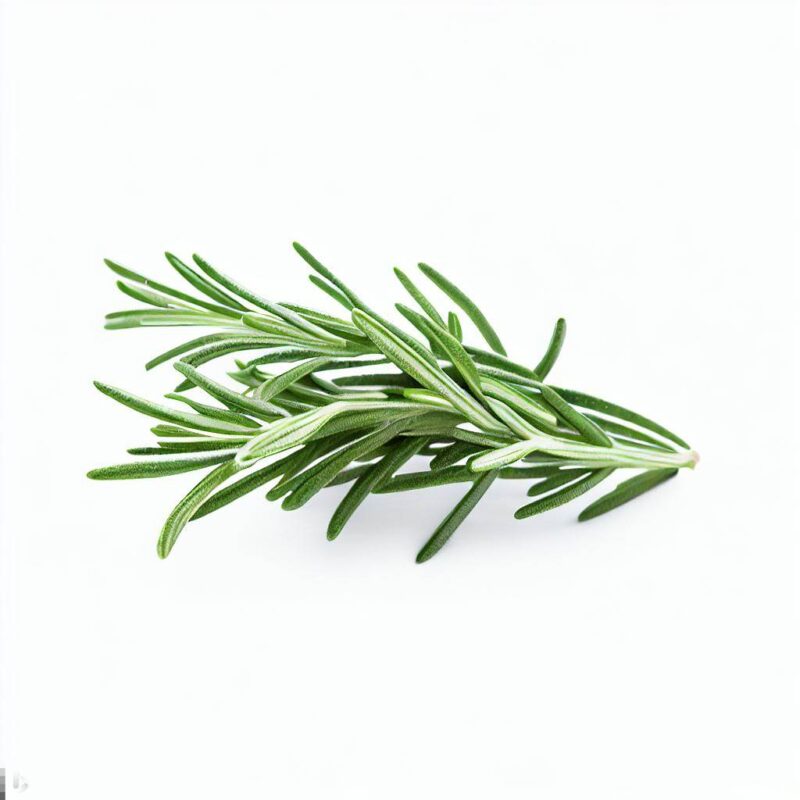 Fresh Rosemary in delhi by Blue Lettuce