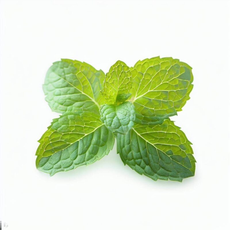 Fresh Mint by Blue Lettuce