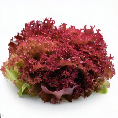 Lollo Roso Lettuce Head by Blue Lettuce